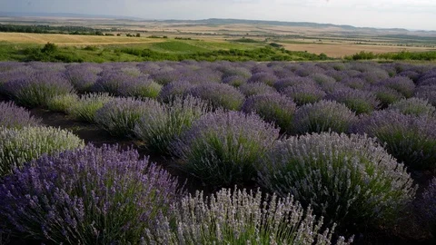 Blooming lavender field Stock Footage 116719450