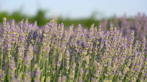 Blooming lavender field Stock Footage 116721005