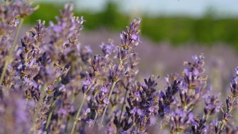 Blooming lavender field Stock Footage 116722144