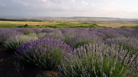 Blooming lavender field Stock Footage 116733658