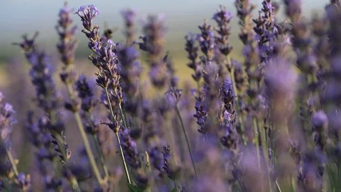 Blooming lavender field Stock Footage 116735589