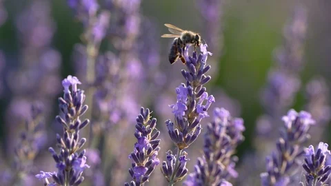 Blooming lavender field Stock Footage 116737805