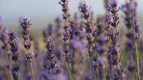 Blooming lavender field Stock Footage 116750382