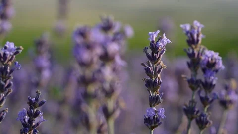 Blooming lavender field Stock Footage 116750597
