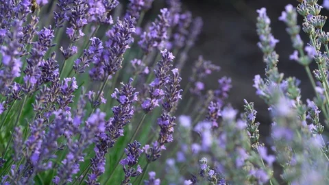 Blooming lavender field Stock Footage 116751681