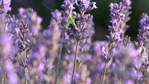 Blooming lavender field Stock Footage 116751925