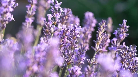 Blooming lavender field Stock Footage 116752049