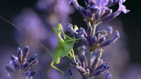 Blooming lavender field Stock Footage 116752457