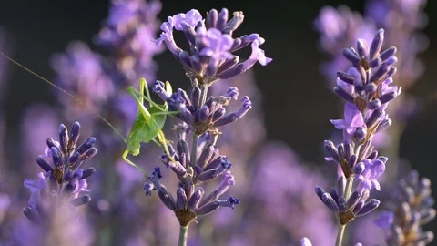 Blooming lavender field Stock Footage 116753053