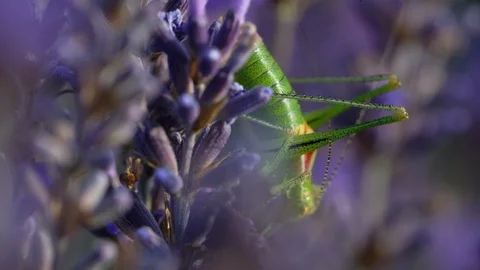 Blooming lavender field Stock Footage 116753108