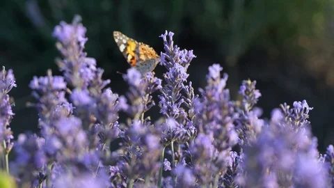 Blooming lavender field Stock Footage 116753252