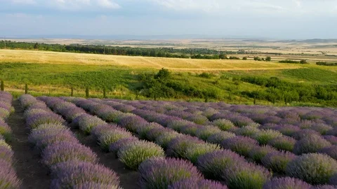 Blooming lavender field Stock Footage 116753582
