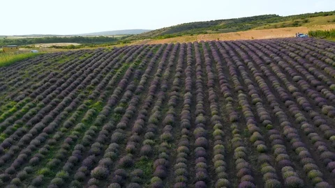 Blooming lavender field Stock Footage 116753930