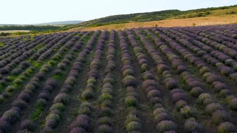 Blooming lavender field Stock Footage 116754034