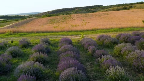 Blooming lavender field Stock Footage 116754085