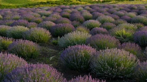 Blooming lavender field Stock Footage 116754351