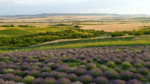 Blooming lavender field Stock Footage 116754503