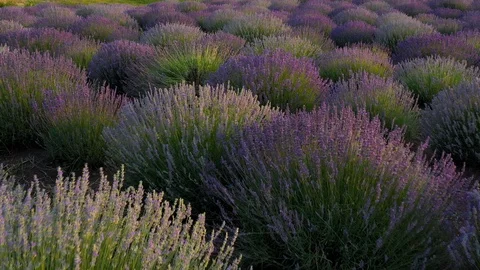Blooming lavender field Stock Footage 116754599