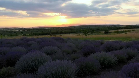 Blooming lavender field Stock Footage 116754604