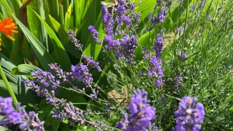 Blooming lavender in a field. Stock Footage 269143758