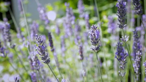 Blooming lavender on the field. Stock Footage 284963318