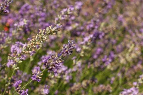 Blooming lavender on the field. Horizontal frame Stock Photos