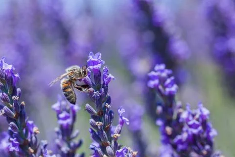 Blooming lavender on a field 写真素材