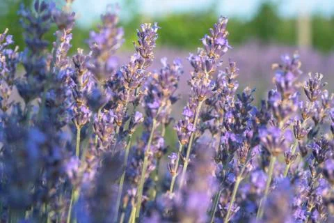Blooming lavender field Photos