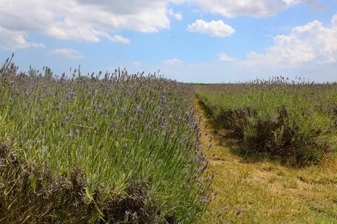 Blooming lavender field rows under a summer blue sky with white clouds Stock Photos