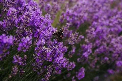 Blooming lavender field in summer. Stock Photos
