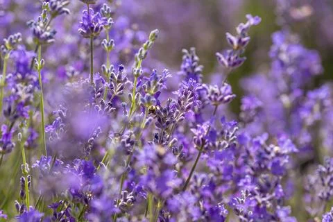 Blooming lavender in a field at sunset. Stock Photos