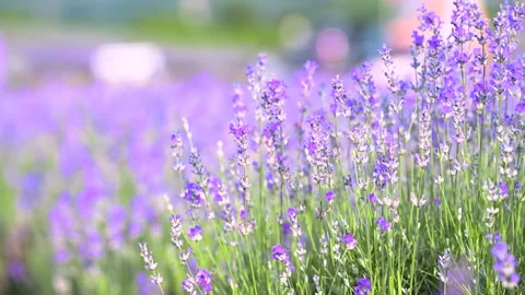Blooming lavender field sunset. Selective focus. Stock Footage 285551703