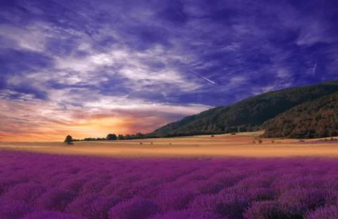Blooming Lavender Field at Sunset.Unique Summer Landscape.Lavender Flowers. Stock Photos
