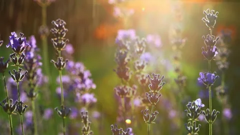 Blooming Lavender Field Under Sunlight Stock Footage 341506514