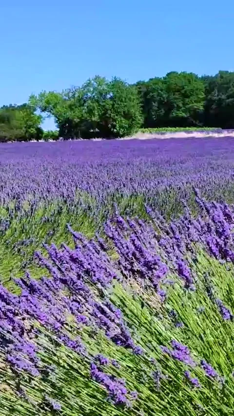 Blooming lavender fields close up Stock Footage 218153674