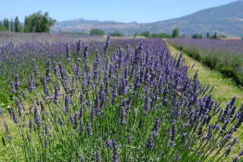 Blooming Lavender Fields Stock Photos