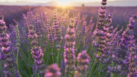 Blooming lavender fields at sunset in Provence, France. Close up of beautiful 스톡 동영상 246799160