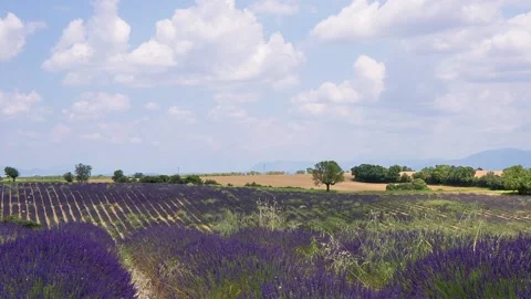 Blooming lavender fields in the Valensole valley. Provence. France Stock Footage 121672327