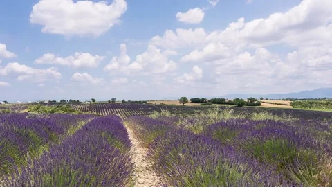 Blooming lavender fields in the Valensole valley. Provence. France Stock Footage 121672376