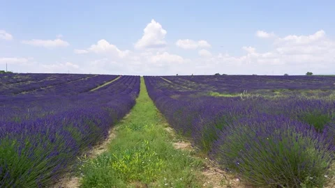 Blooming lavender fields in the Valensole valley. Provence. France Stock Footage 121672393