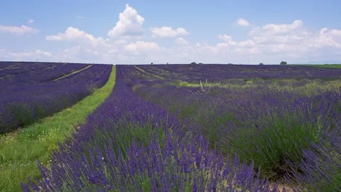 Blooming lavender fields in the Valensole valley. Provence. France Stock Footage 121672458