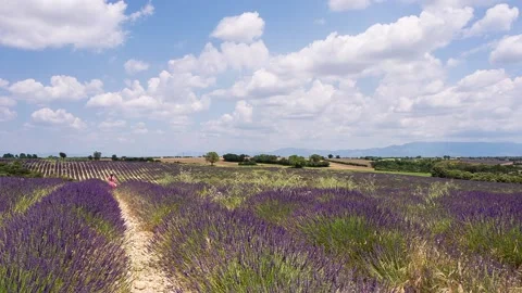 Blooming lavender fields in the Valensole valley. Provence. France Stock Footage 121672459