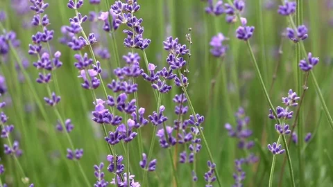 Blooming lavender flowers Stock Footage 90550345