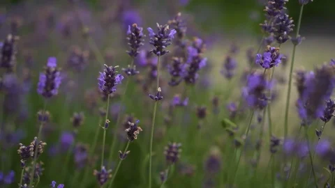 Blooming lavender flowers Stock Footage 124177522