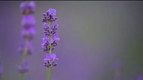Blooming lavender flowers moving in the wind, calm and relaxing summer landscape Stock Footage 332303735
