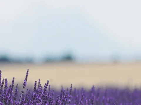 Blooming Lavender Flowers Swaying in the Wind. SLOW MOTION. Changing Focus Vídeo Stock 73435193