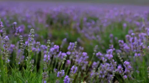 Blooming lavender Stock Footage 1455331