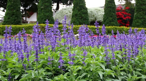 Blooming lavender  Stock Footage 33497799