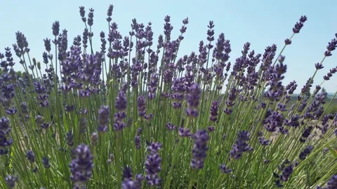 Blooming Lavender Stock Footage 132645488