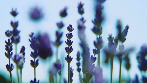 Blooming Lavender Stock Footage 132645839
